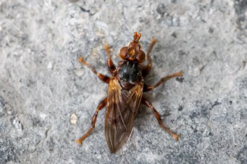 Réf. 281 671 : Myopa testacea